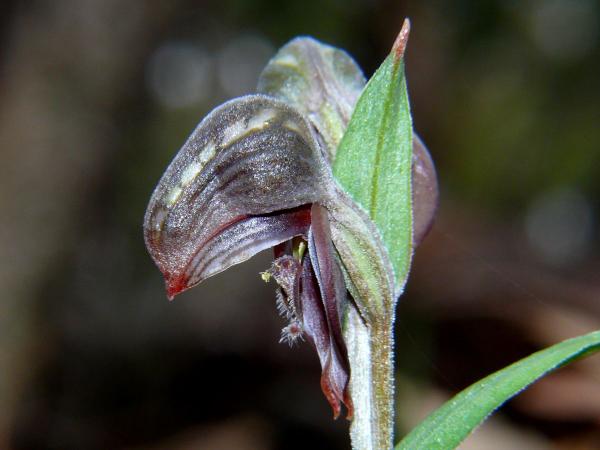 Urochilus sanguinea - Banded Greenhood.jpg
